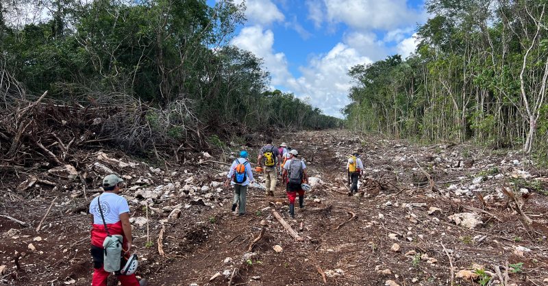 Researchers traverse a cleared section of the Yucatan jungle.